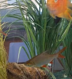 Cook Children’s Pediatrics Flower-Mound, Hannah Chong MD (정하나)