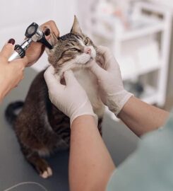 밴필드 동물병원