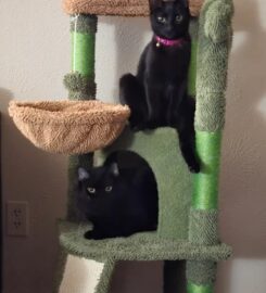 벳 세이버 동물병원 (VetSavers Pet Hospital)